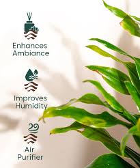 Attēlu rezultāti vaicājumam “Conardia compacta”