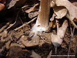 Attēlu rezultāti vaicājumam “Entoloma vernum”