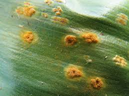 Attēlu rezultāti vaicājumam “Puccinia sessilis”