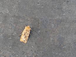 Attēlu rezultāti vaicājumam “Conistra rubiginea”