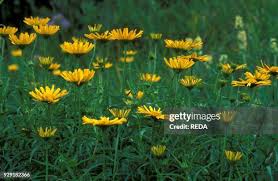 Image result for Buphthalmum salicifolium