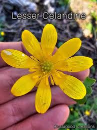 Attēlu rezultāti vaicājumam “Ficaria verna flower”