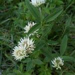 Attēlu rezultāti vaicājumam “Trifolium montanum fruit”