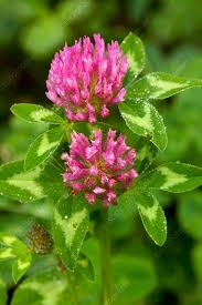 Attēlu rezultāti vaicājumam “Trifolium pratense flower”