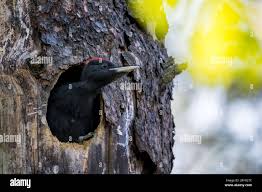 Attēlu rezultāti vaicājumam “Dryocopus martius”