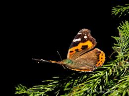 Attēlu rezultāti vaicājumam “Vanessa atalanta upperside”