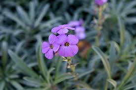 Attēlu rezultāti vaicājumam “Erysimum hieracifolium leaf”