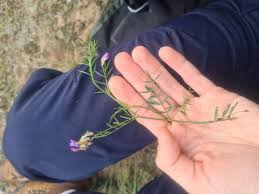 Attēlu rezultāti vaicājumam “Astragalus arenarius leaf”