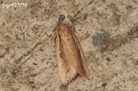 Attēlu rezultāti vaicājumam “Mythimna flammea”