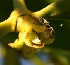 Attēlu rezultāti vaicājumam “Viscum album female flower”