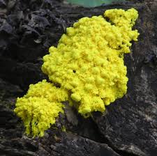 Attēlu rezultāti vaicājumam “Physarum penetrale spores”