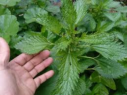 Attēlu rezultāti vaicājumam “Urtica dioica fruit”