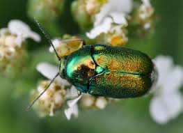 Attēlu rezultāti vaicājumam “Cryptocephalus aureolus, Cryptocephalus sericeus”