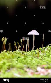 Attēlu rezultāti vaicājumam “Schistidium apocarpum sporophyte”