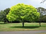e Tree Removal - Blogging on Tree Removal, Tree Stump Removal, and ... 