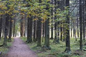 Image result for лес,