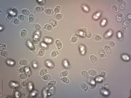 Attēlu rezultāti vaicājumam “Tricholoma album”