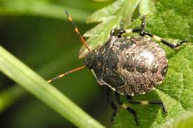 Attēlu rezultāti vaicājumam “Picromerus bidens”