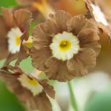 Attēlu rezultāti vaicājumam “Primula veris var. rubra flower”