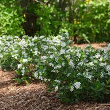 Attēlu rezultāti vaicājumam “Aronia melanocarpa flower”