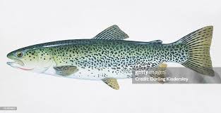 Image result for Oncorhynchus clarkii