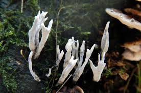 Attēlu rezultāti vaicājumam “Xylaria hypoxylon”