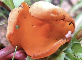 Attēlu rezultāti vaicājumam “Sowerbyella radiculata”