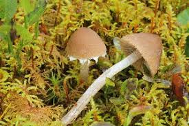 Attēlu rezultāti vaicājumam “Psathyrella pygmaea”