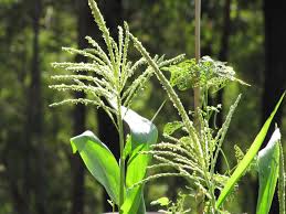 Attēlu rezultāti vaicājumam “Zea mays male flower”