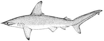 Image result for Sphyrna lewini