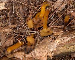 Attēlu rezultāti vaicājumam “Leotia lubrica”