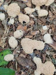 Attēlu rezultāti vaicājumam “Cribraria ferruginea stalked”