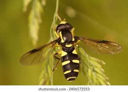 Attēlu rezultāti vaicājumam “Xanthogramma sp.”