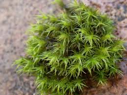 Attēlu rezultāti vaicājumam “Grimmia muehlenbeckii sporophyte”