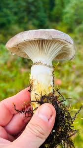 Attēlu rezultāti vaicājumam “Gomphidius glutinosus”