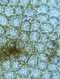 Attēlu rezultāti vaicājumam “Leiocolea rutheana cells”