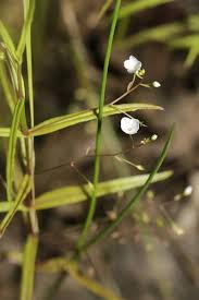 Attēlu rezultāti vaicājumam “Veronica scutellata flower”