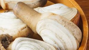 Image result for geoduck