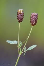 Attēlu rezultāti vaicājumam “Trifolium spadiceum”