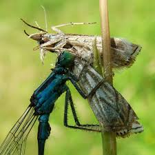 Attēlu rezultāti vaicājumam “Ischnura elegans”