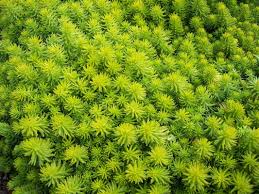 Attēlu rezultāti vaicājumam “Sedum rupestre leaf”