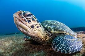 Image result for Eretmochelys imbricata