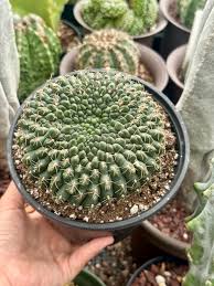 Image result for Gymnocalycium