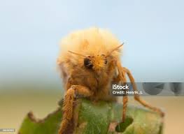 Attēlu rezultāti vaicājumam “Hepialus humuli”
