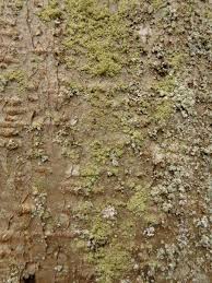 Attēlu rezultāti vaicājumam “Lecanora conizaeoides”