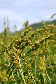 Attēlu rezultāti vaicājumam “Carex loliacea fruit”