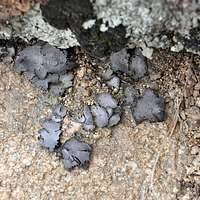 Attēlu rezultāti vaicājumam “Dermatocarpon luridum”