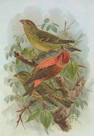 Image result for Loxia curvirostra