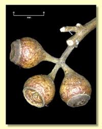 Attēlu rezultāti vaicājumam “Lycogala asperum sessile”