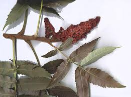 Attēlu rezultāti vaicājumam “Rhus typhina leaf”